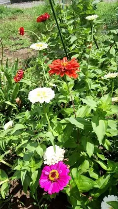 ジニアの花の種（色々な色）　50粒