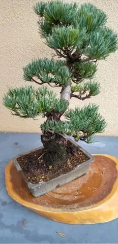 三河盆栽　貴重　持ち込み古い極古五葉松　東海地方の超名門　盆栽 三河盆栽 持ち込み古い極古五葉松 貴重 東海地方の超名門 極上五葉松 松