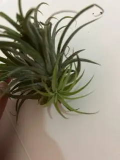 インターメディア ティランジア エアープランツ 植物 匿名 - メルカリ
