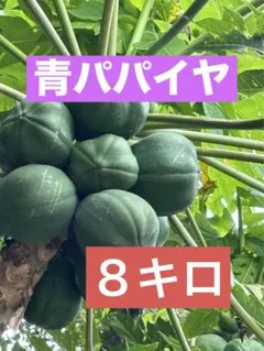 自生青パパイヤ❤️8キロ11個❤️２６日午前中発送可のサムネイル