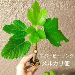 イチジク苗　LSUエバービーリング②のサムネイル
