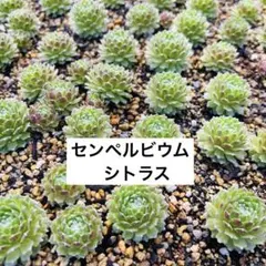 センペルビウム Tarantula - メルカリ
