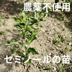 【農薬不使用】セミノールの苗 抜き苗 みかん オレンジ シンボルツリーに☆⑧