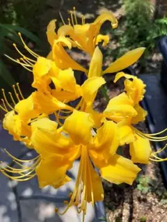 may620様専用　ご予約品