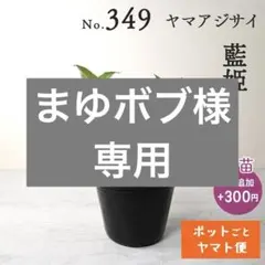 まゆボブ様専用 【ポットごとヤマト便349】ヤマアジサイ　藍姫2点
