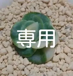 多肉植物　ラブリーローズ錦白斑入り　カキコ小苗カット苗