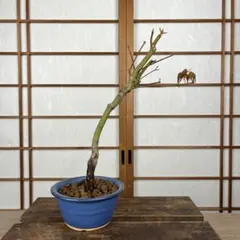 紅葉(もみじ)】 