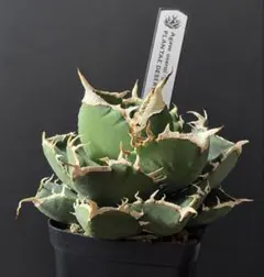 アガベ ネームド オテロイ 螃蟹 カニ Crabのサムネイル