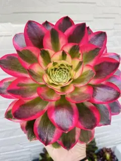 アエオニウム　七彩石錦　30cm 七彩石変異錦 群生 大苗 7頭 アエオニウム 多肉植物 - メルカリ