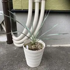 まっくす様 リクエスト 2点 まとめ商品