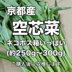 【京都産】空芯菜 ネコポス箱いっぱい (約250g〜300g) ご購入後に収穫！のサムネイル