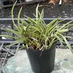 ムギギ様 リクエスト 2点 まとめ商品