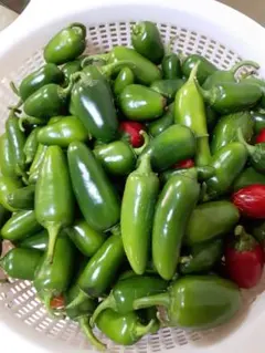 激辛唐辛子辛めのハラペーニョメヒカーナの種 30粒、送料込み