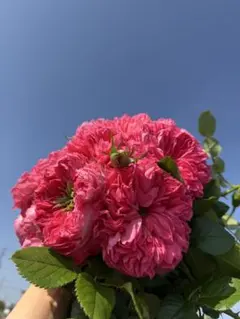 バラ苗 超人気品種 押し木P!nk n' Pr€tty 宅急便コンパクトで発送