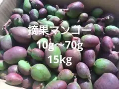 摘果マンゴー　24キロ 摘果マンゴー24キロ - メルカリ