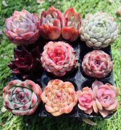 Poo様 ご専用　值引70円　リクエスト 2点 まとめ商品