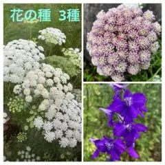 花の種 3種 ホワイトレースフラワー＆ブラックレースフラワー＆千鳥草の種