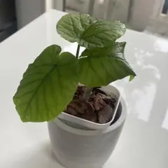 フィカス・ウンベラータ　観葉植物のサムネイル