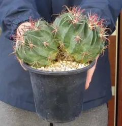 2025年最新】金冠竜の人気アイテム - メルカリ