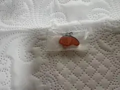 サンリオ　KIRIMIちゃん