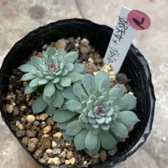 2025年最新】多肉植物グロブローサの人気アイテム - メルカリ