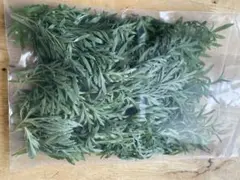 沖縄県やんばる産マジックリーフ 120g 43〜50枚入 UV殺菌灯照射済み⑤