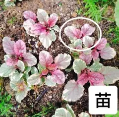 2026年最新】花苗の人気アイテム - メルカリ