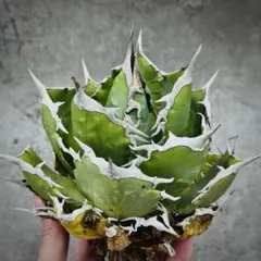 2025年最新】スーパーチタノタの人気アイテム - メルカリ