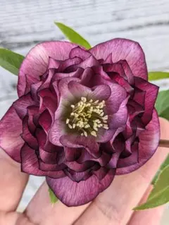 2026年最新】曽田園芸の人気アイテム - メルカリ