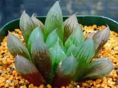 り*せ様 多肉植物　ハオルチア ブラックオブツーサ　N-30