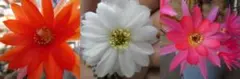 白檀 ３色セット 子株 サボテン 花サボテン 紐サボテンのサムネイル