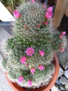 メルモ☆彡ユキエ様 リクエスト 4点 まとめ商品