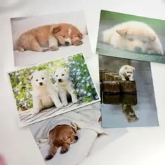 子犬のポストカード 5枚セット