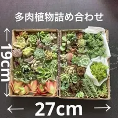 ★多肉植物　詰め合わせ♪