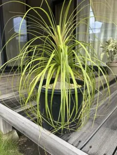 2025年最新】トックリランの人気アイテム - メルカリ