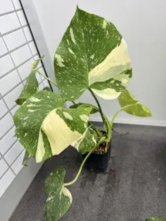 2025年最新】モンステラタイコンステレーションの人気アイテム