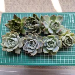 toshi♂様 リクエスト 2点 まとめ商品