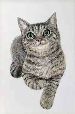 色鉛筆画　猫　キジトラ　原画