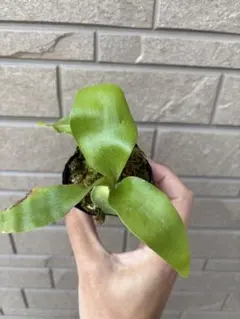 むぎ＠プロフ必読様 リクエスト 2点 まとめ商品