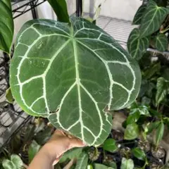 2025年最新】アンスリウム クリスタリナムの人気アイテム - メルカリ