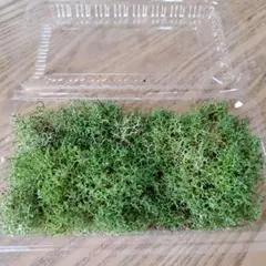 ミヤマハナゴケSのサムネイル