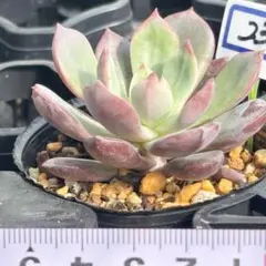 札付き　朱寿　多肉アンさん　命名苗. ݁₊᪥⋆. ݁　抜き苗　多肉植物 多肉アン命名 朱寿（しゅず） 1【抽選】 | 多肉アン