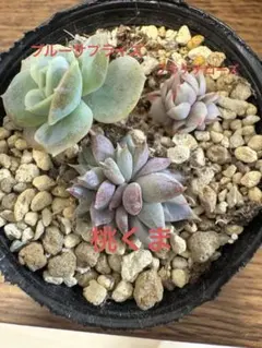 2026年最新】優木園の人気アイテム - メルカリ