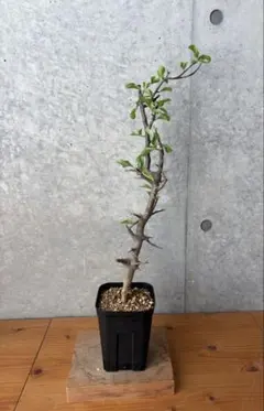T*i様 極希少 実生株 コミフォラ ソコトラナ Commiphora soco - メルカリ