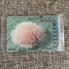 No.29 ダイアイソギンチャク Liponema brevicorne