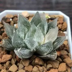 多肉植物 ハオルチア 翠雲錦 鮮明錦 紫肌 糊斑 - メルカリ