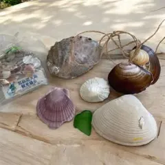 天然シーグラス＆貝殻 ハンドメイド素材 インテリア