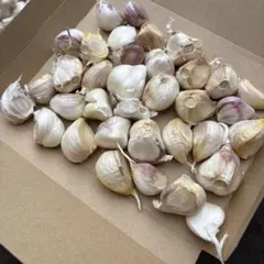 500g にんにく　福地ホワイト　青森県産　ニンニクのサムネイル