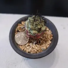 たゆたう様 リクエスト 2点 まとめ商品