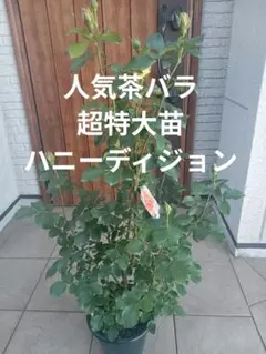 2026年最新】バラ苗 大苗の人気アイテム - メルカリ